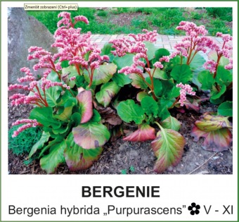 bergenie_-_Bergenia_hybrida___Purpurascens__
