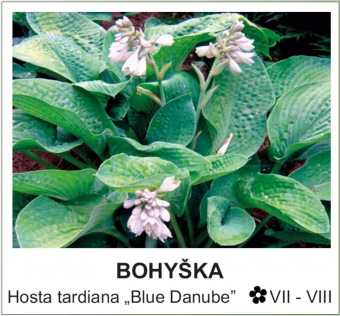 bohyska_-_Hosta_tardiana___Blue_Danube__