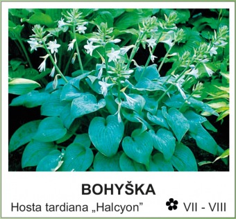bohyska_-_Hosta_tardiana___Halcyon__