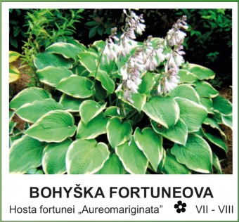 bohyska_fortuneova_-_Hosta_fortunei___Aureomariginata__