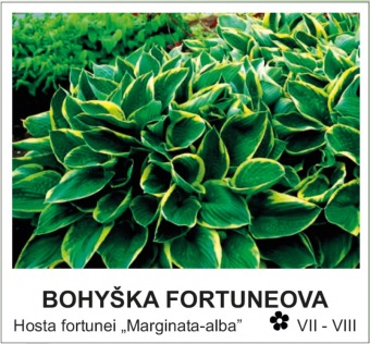 bohyska_fortuneova_-_Hosta_fortunei___Marginata-alba__
