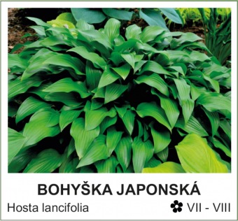bohyska_japonska_-_Hosta_lancifolia