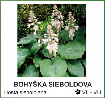 bohyska_sieboldova_-_Hosta_sieboldiana