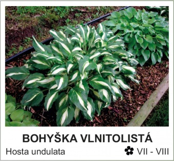 bohyska_vlnitolista_-_Hosta_undulata