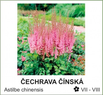 cechrava_cinska_-_Astilbe_chinensis
