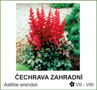 cechrava_zahradni_-_Astilbe_arendsii