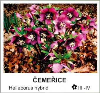 cemerice_-_Helleborus_hybrid