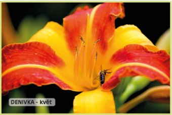 denivka_-_Hemerocallis