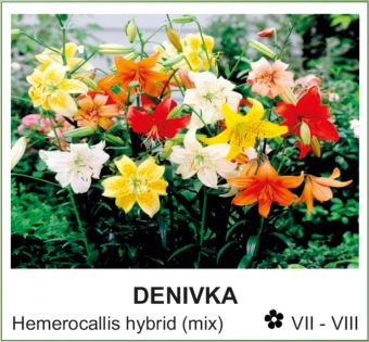 denivka_-_Hemerocallis_hybrid__mix_