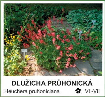 dluzicha_pruhonicka_-_Heuchera_pruhoniciana