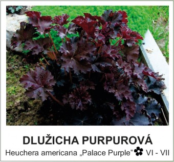 dluzicha_purpurova_-_Heuchera_americana___Palace_Purple__