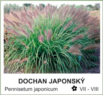 dochan_japonsky_-_Pennisetum_japonicum