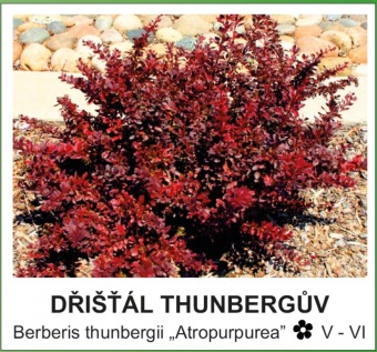 dristal_Thunberguv_-_Berberis_thunbergii___Atropurpurea__