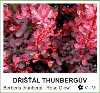 dristal_Thunberguv_-_Berberis_thunbergii___Rose_Glow__