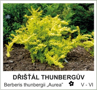 dristal_Thunberguv_-_Berberis_thunbergii____Aurea__