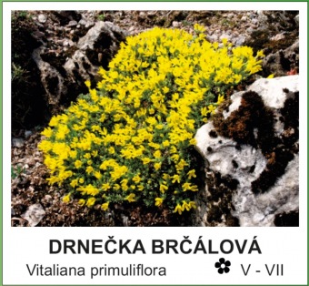 drnecka_brcalova_-_Vitaliana_primuliflora