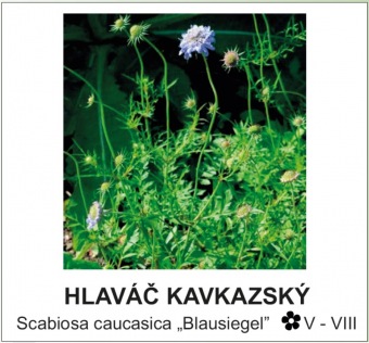 hlavac_kavkazsky_-_Scabiosa_caucasica___Blausiegel__