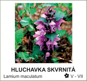 hluchavka_skvrnita_-_Lamium_maculatum