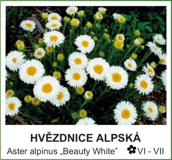 hvezdice_alpska_-_Aster_alpinus___Beauty_White__
