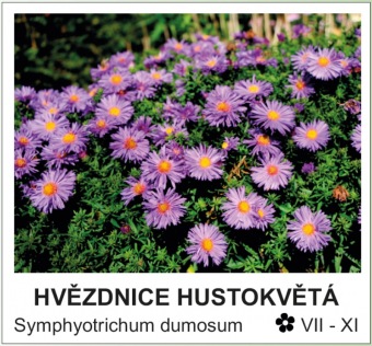 hvezdnice_hustokveta_-_Symphyotrichum_dumosum