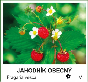 jahodnik_obecny_-_Fragaria_vesca