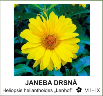 janeba_drsna_-_Heliopsis_helianthoides___Lenhof__