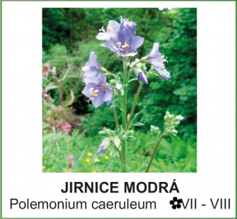 jirnice_modra_-_Polemonium_caeruleum
