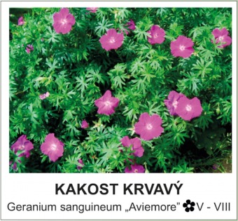 kakost_krvavy_-_Geranium_sanguineum___Aviemore__