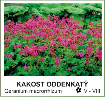 kakost_oddenkaty_-_Geranium_macrorrhizum
