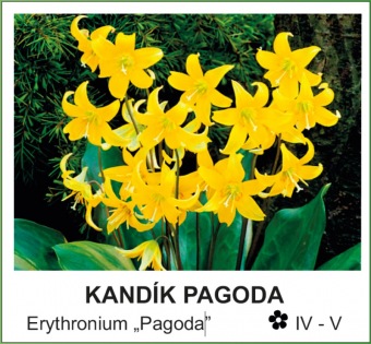 kandik_pagoda_-_Erythronium____Pagoda__