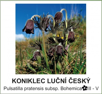 kaniklec_lucni_cesky_-_Pulsatilla_pratensis_subsp._Bohemica