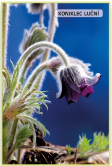 kaniklec_lucni_cesky_-_Pulsatilla_pratensis_subsp._Bohemica__2_