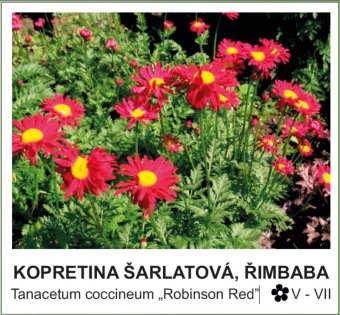 kompretina_sarlatova__rimbaba_-_Tanacetum_coccineum___Robinson_Red__