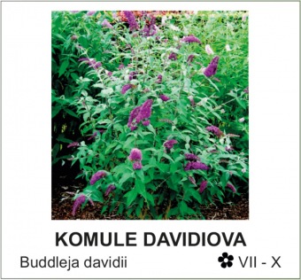 komule_davidova_-_Buddleja_davidii