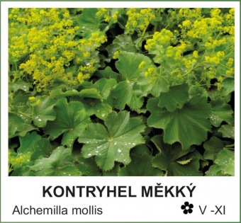 kontryhel_mekky_-_Alchemilla_mollis