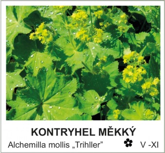 kontryhel_mekky_-_Alchemilla_mollis___Trihller__