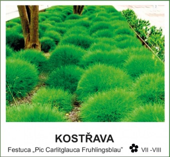 kostrava_-_Festuca___Pic_Carlitglauca_Fruhlingsblau__