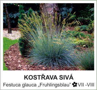 kostrava_siva_-_Festuca_glauca___Fruhlingsblau__