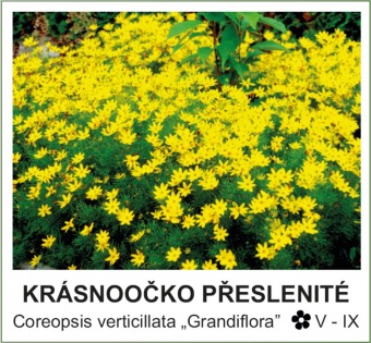 krasnoocko_preslenite_-_Coreopsis_verticillata___Grandiflora__