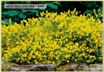 krucinka_lydijska_-_Genista_lydia