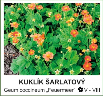 kuklik_sarlatovy_-_Geum_coccineum___Feuermeer__