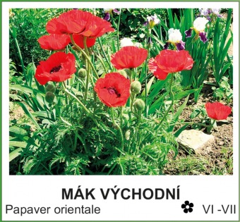 mak_vychodni_-_Papaver_orientale