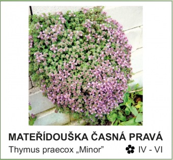materidouska_casna_prava_-_Thymus_praecox___Minor__