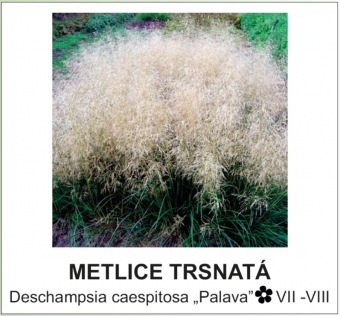 metlice_trsnata_-_Deschampsia_caespitosa___Palava__