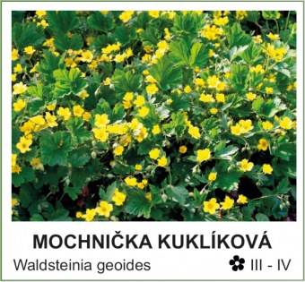 mochnicka_kuklikova_-_Waldsteinia_geoides