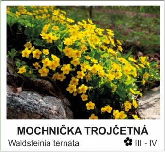 mochnicka_trojcetna_-_Waldsteinia_ternata