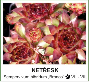 netresk_-_Sempervivum_hibridum___Bronco__