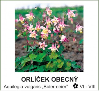 orlicek_obecny_-_Aquilegia_vulgaris___Bidermeier__