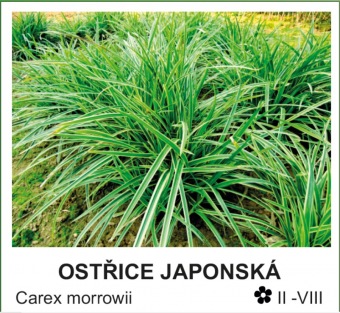 ostrice_japonska_-_Carex_morrowii