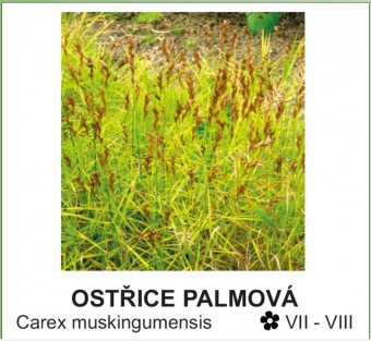 ostrice_palmova_-_Carex_muskingumensis